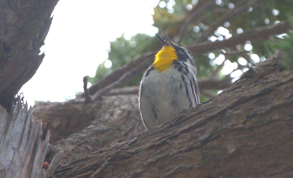 Yellow-throated Warbler - Curtis Marantz