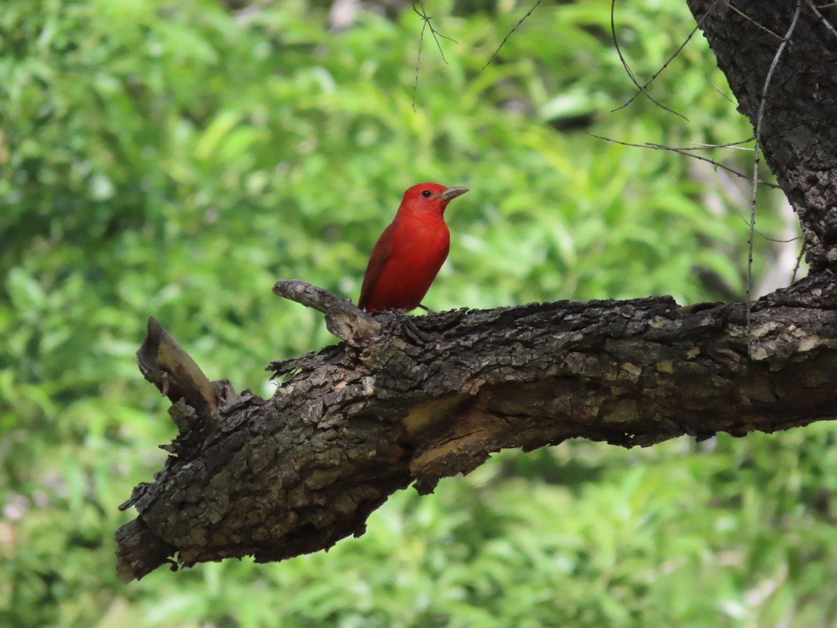 Summer Tanager - Joe Weiss