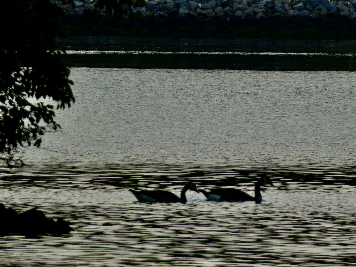 Canada Goose - Connee Chandler