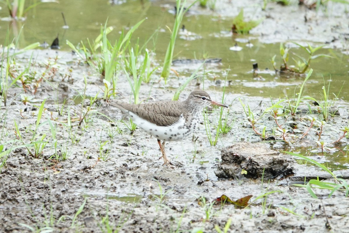 Spotted Sandpiper - ML619551445