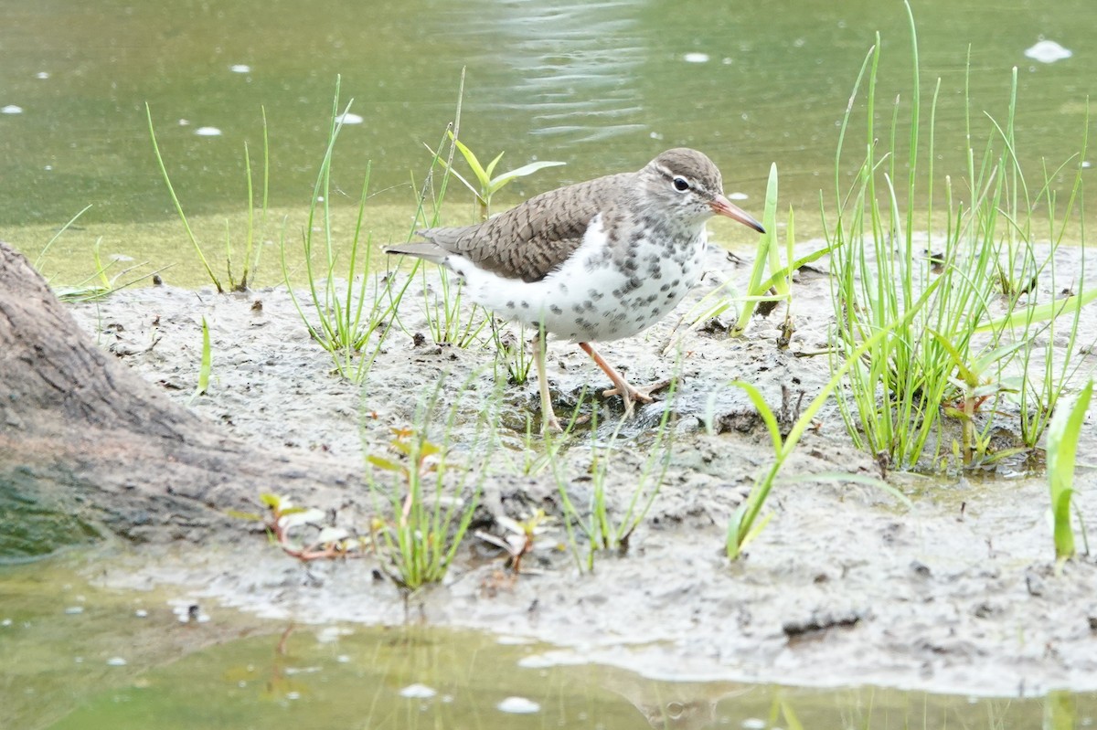 Spotted Sandpiper - ML619551447