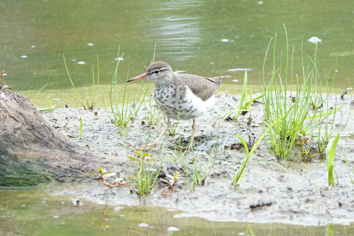 Spotted Sandpiper - ML619551448