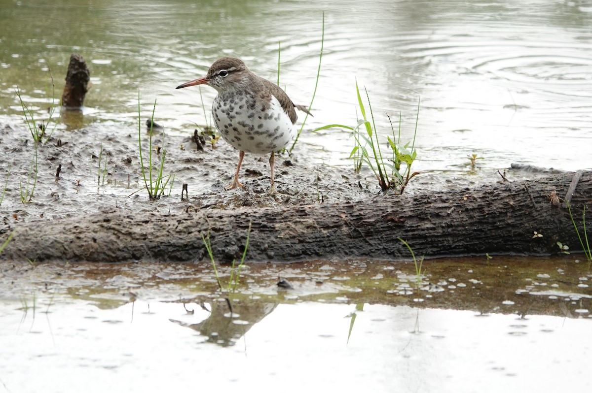 Spotted Sandpiper - ML619551449