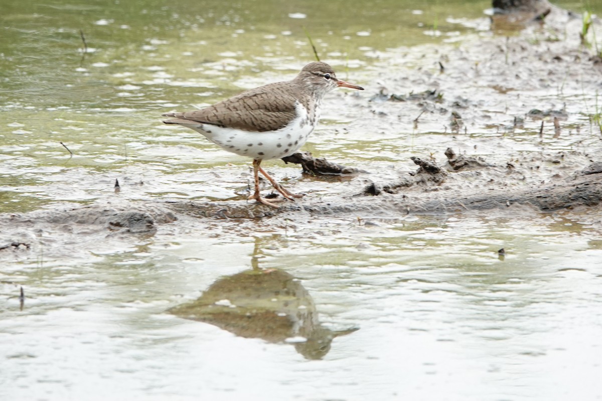 Spotted Sandpiper - Mark Kamprath