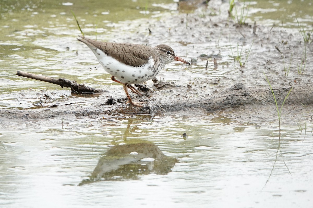 Spotted Sandpiper - Mark Kamprath