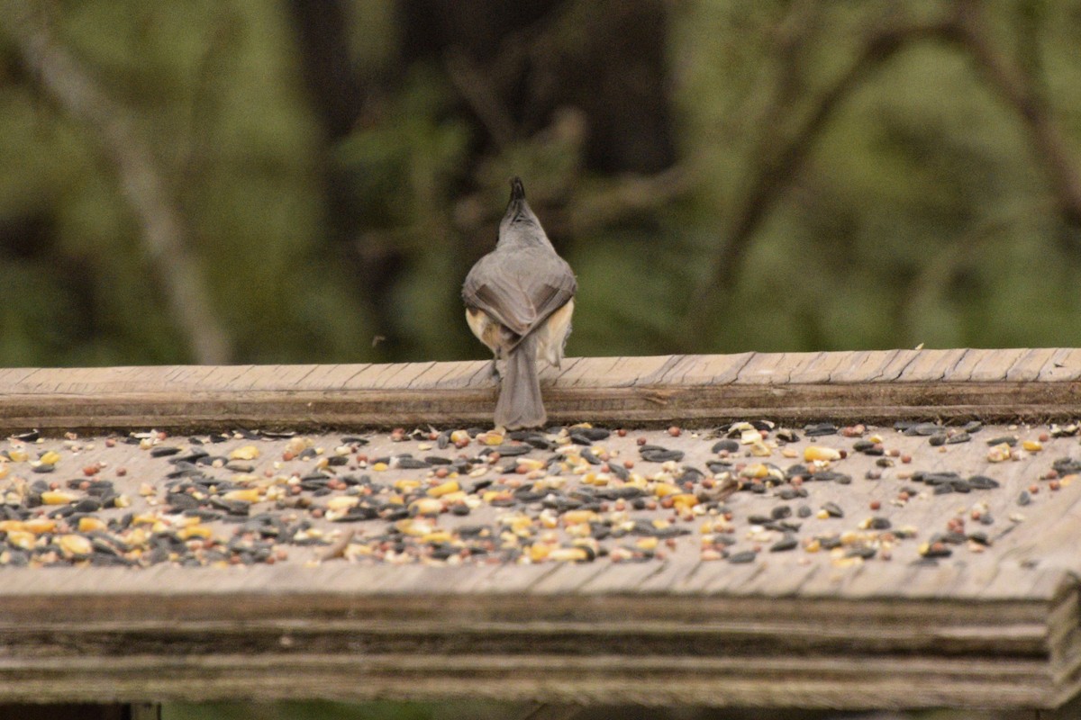 Black-crested Titmouse - Ailes and Dodson
