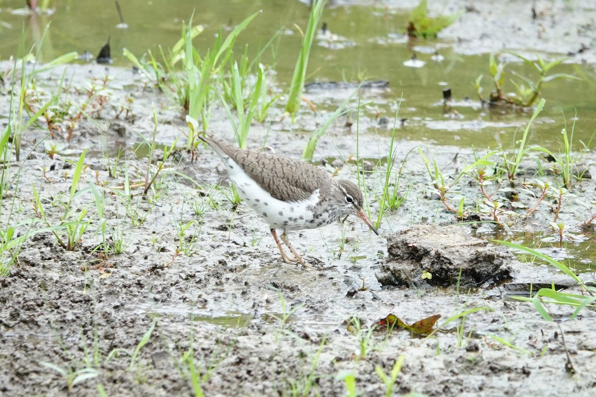 Spotted Sandpiper - ML619551453