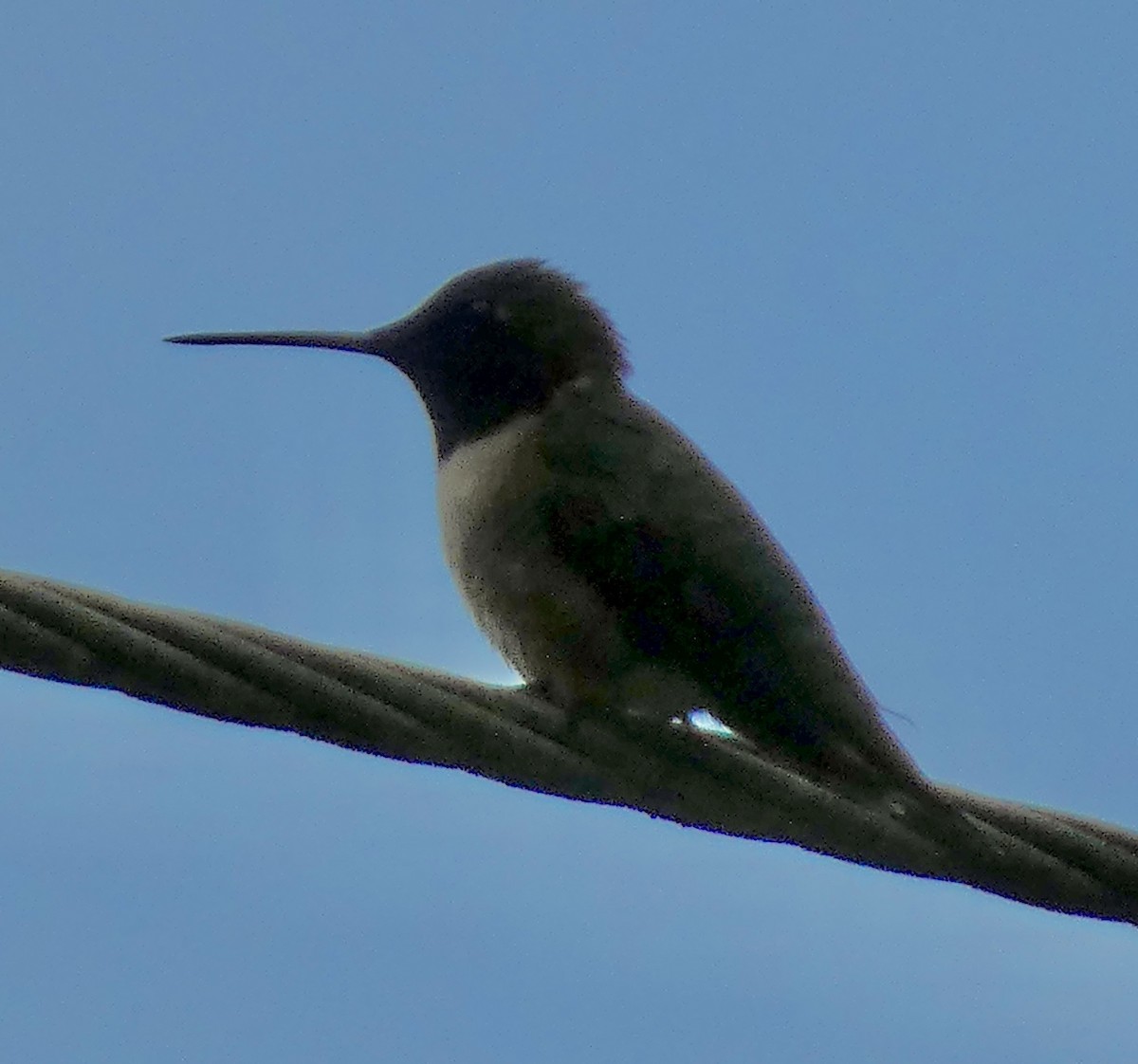 Ruby-throated Hummingbird - Connee Chandler