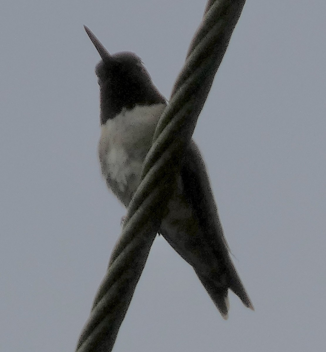 Ruby-throated Hummingbird - Connee Chandler