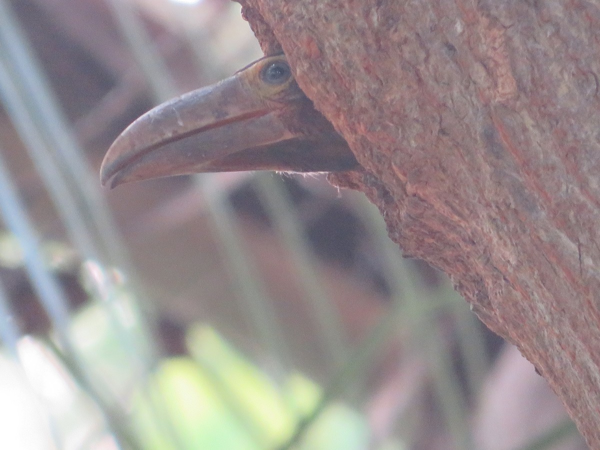 Collared Aracari - Ragupathy Kannan