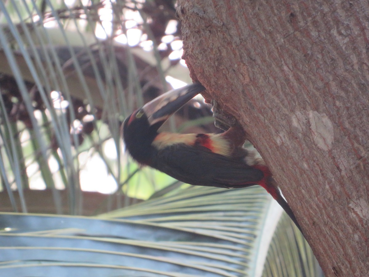 Collared Aracari - Ragupathy Kannan