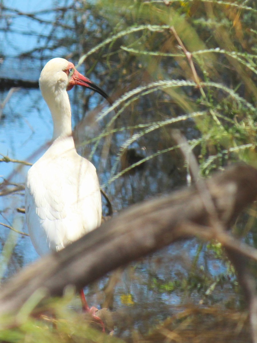 White Ibis - Zoe Diacou