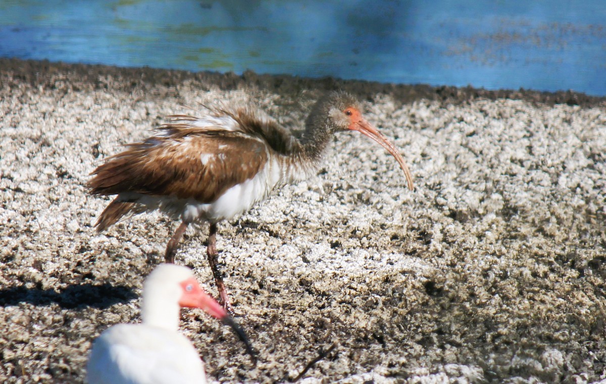 White Ibis - Zoe Diacou