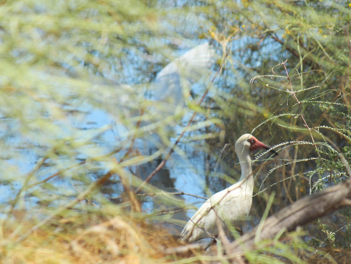 White Ibis - Zoe Diacou