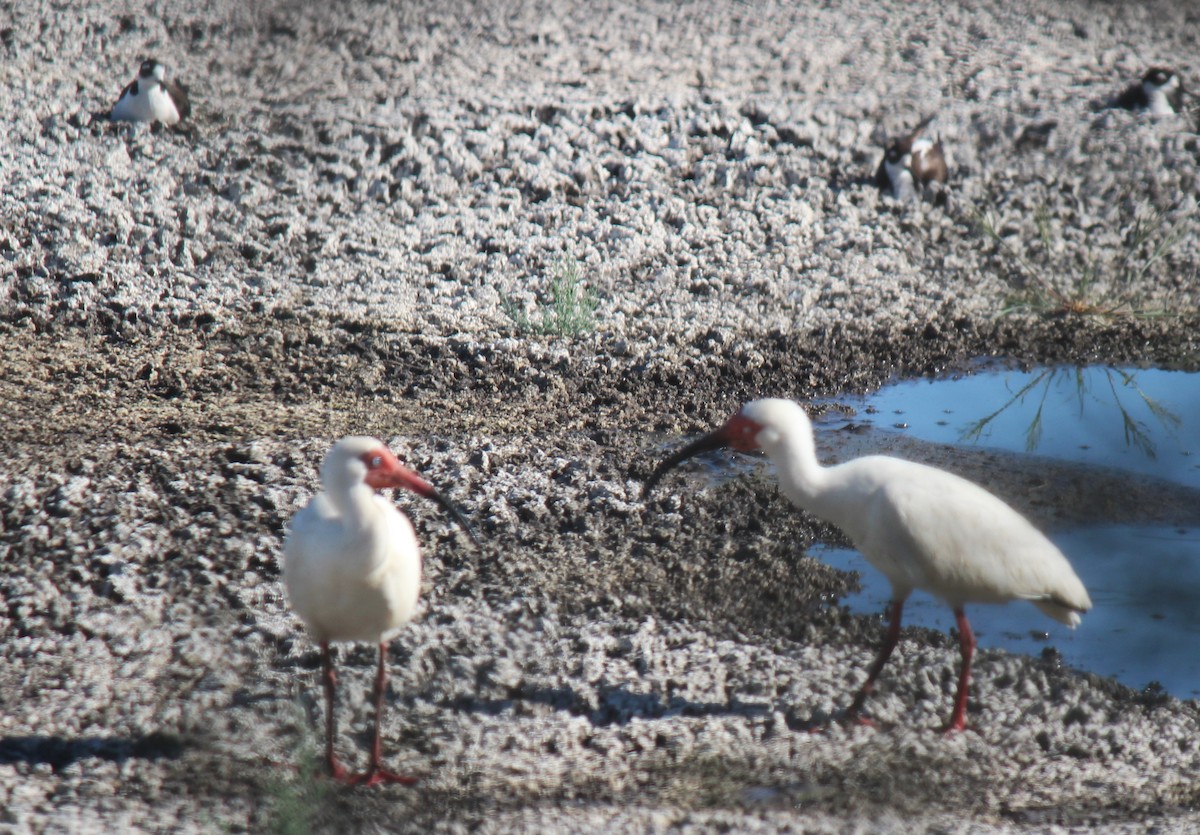 Ibis blanc - ML619551470