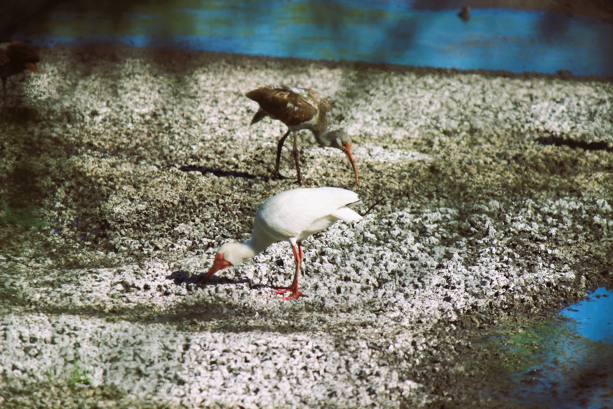 White Ibis - Zoe Diacou