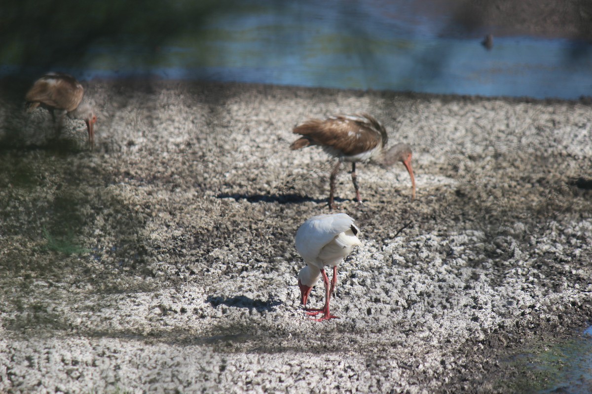 White Ibis - Zoe Diacou