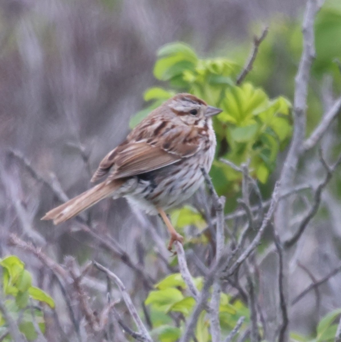 Song Sparrow - burton balkind