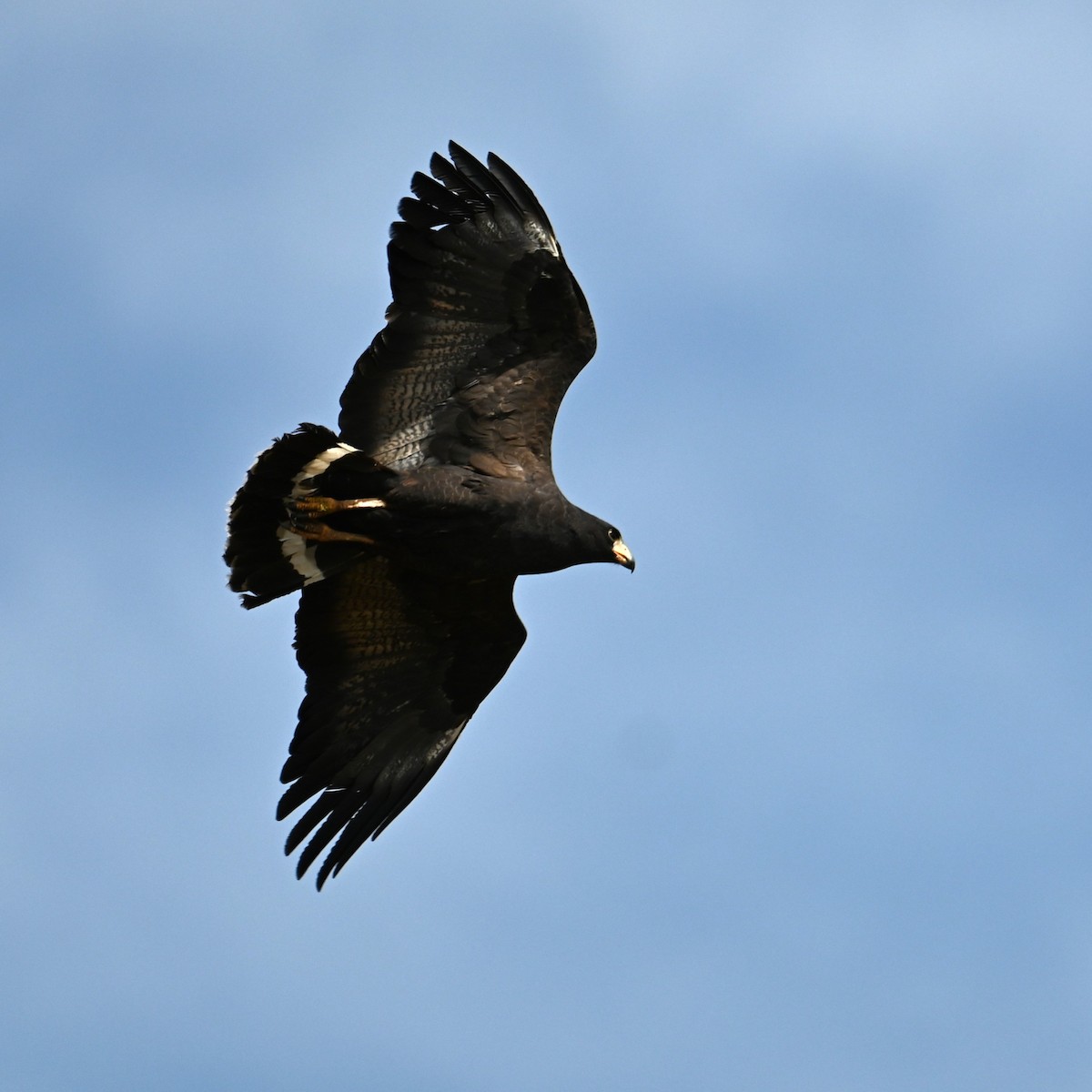 káně tmavá (ssp. anthracinus/utilensis) - ML619551477