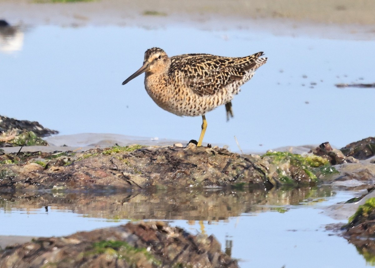 Short-billed Dowitcher - Betsy Staples