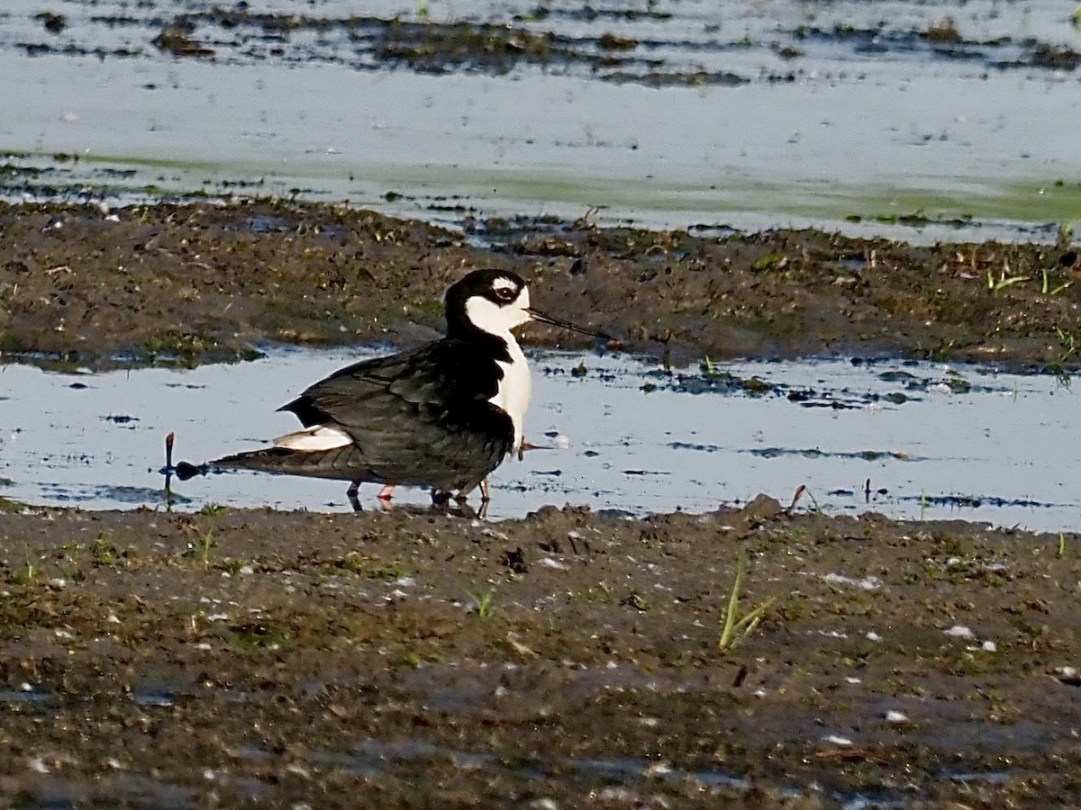 Black-necked Stilt - Sarah Preston