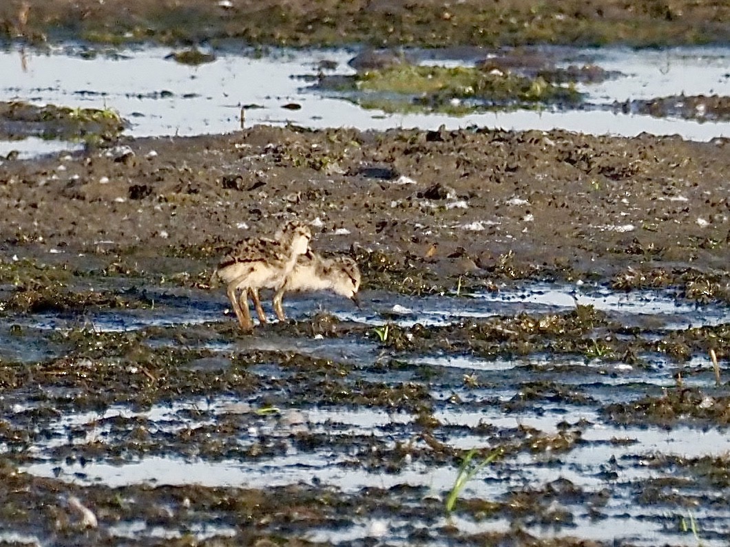 Black-necked Stilt - Sarah Preston