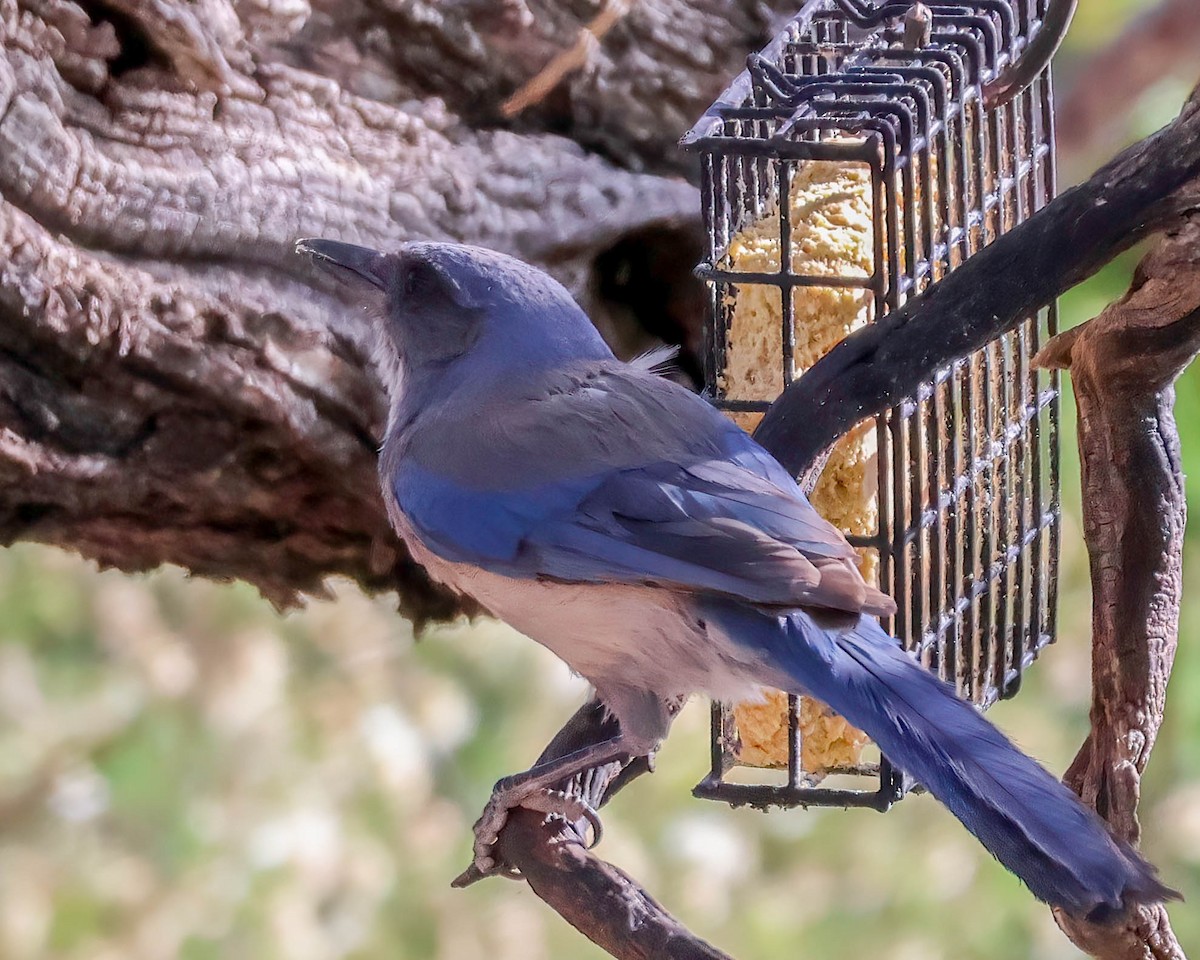 Woodhouse's Scrub-Jay - Sue Smith