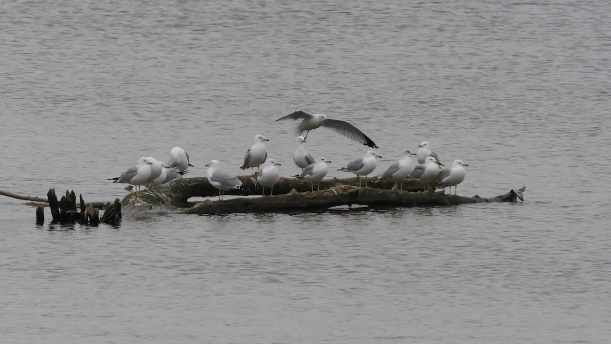 Ring-billed Gull - Mike Grant