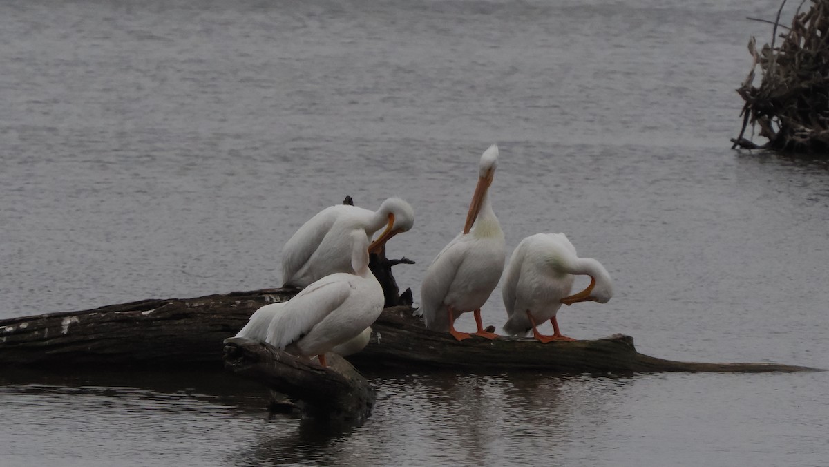 American White Pelican - Mike Grant