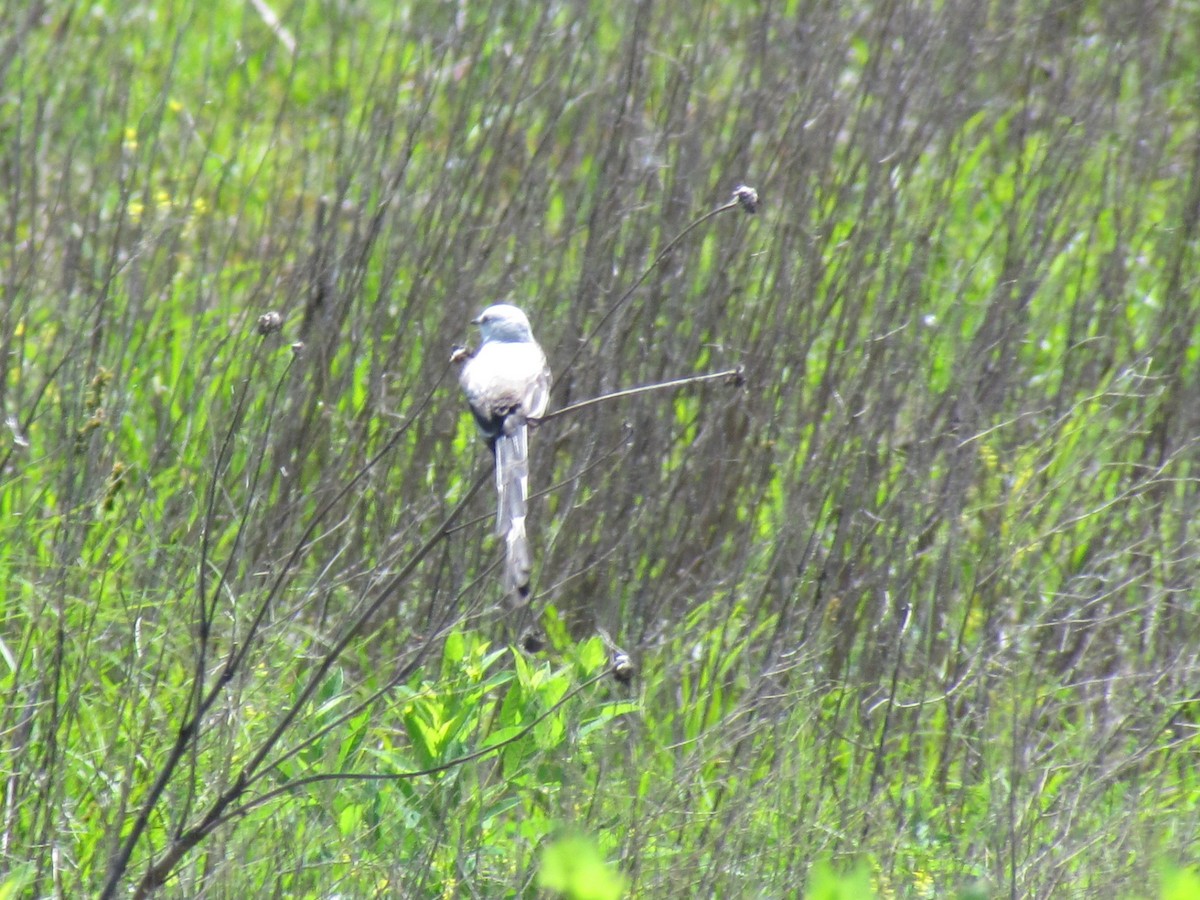 Scissor-tailed Flycatcher - Keaton Schneeflock