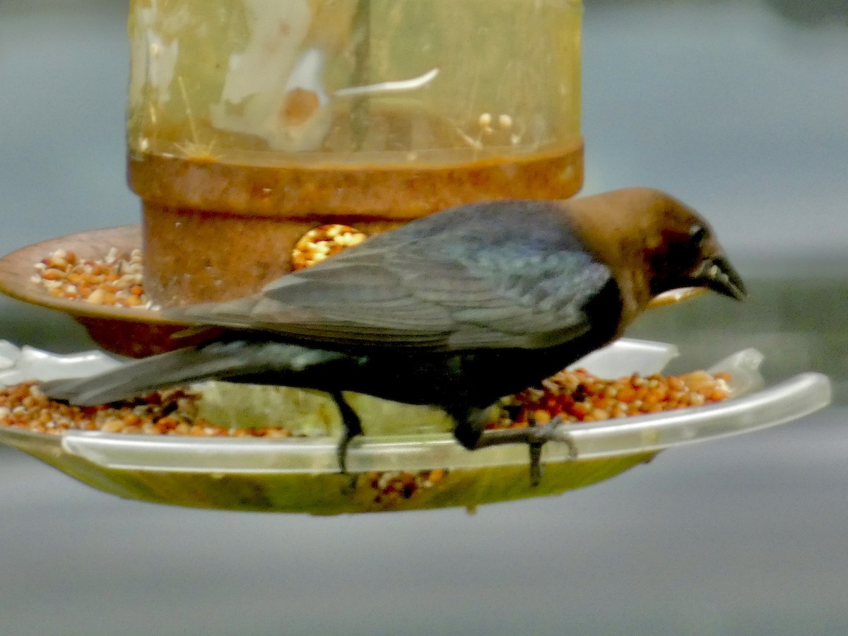 Brown-headed Cowbird - Connee Chandler