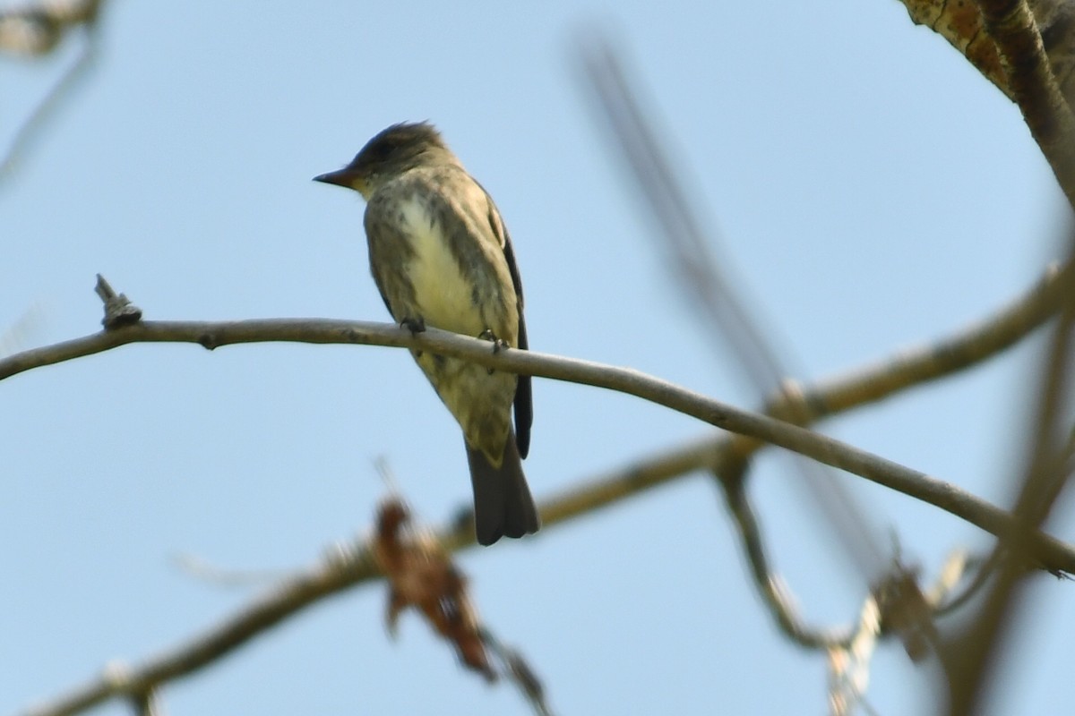 Olive-sided Flycatcher - megan mcgarity