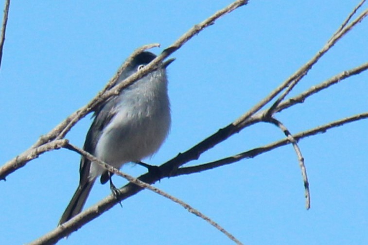 Blue-gray Gnatcatcher - ML619551510