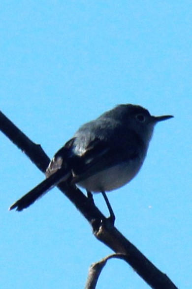 Blue-gray Gnatcatcher - Zoe Diacou