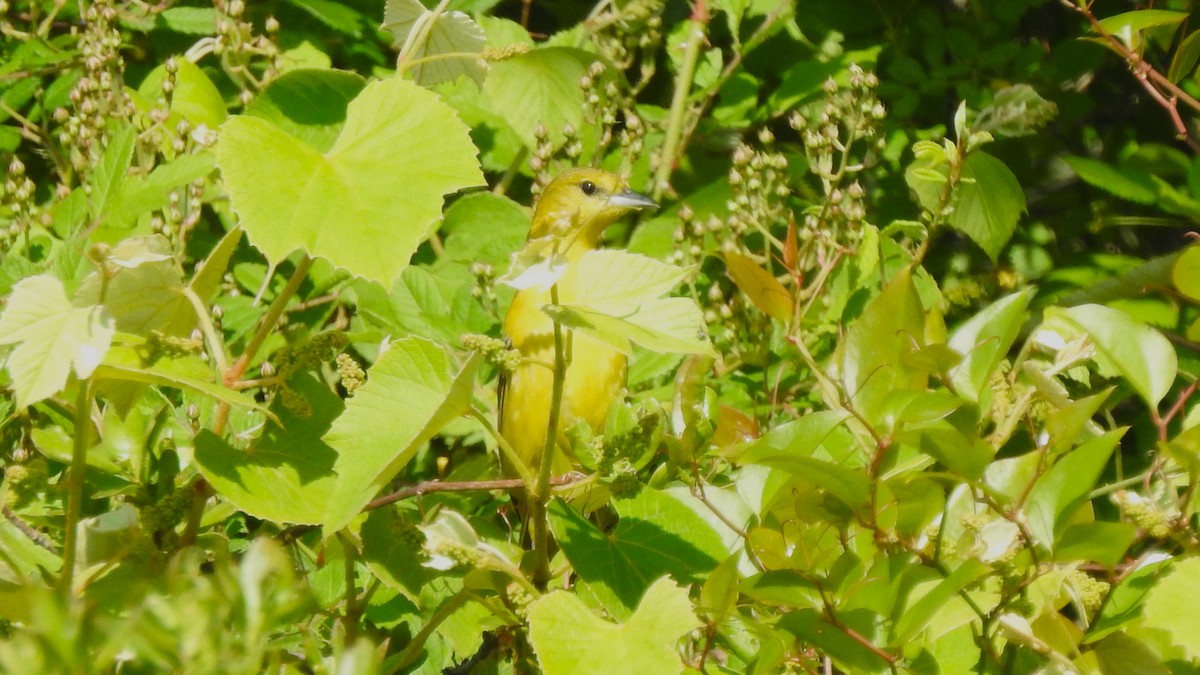 Orchard Oriole - Vincent Glasser