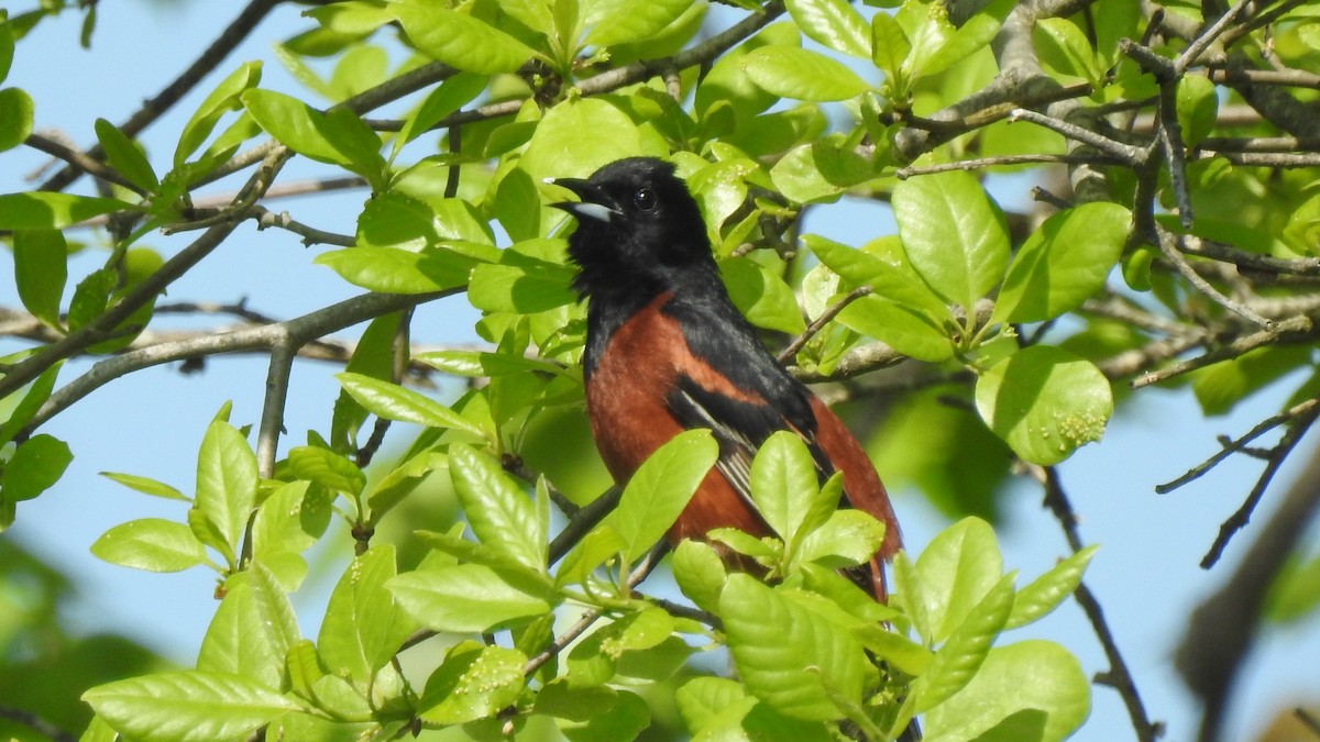 Orchard Oriole - Vincent Glasser