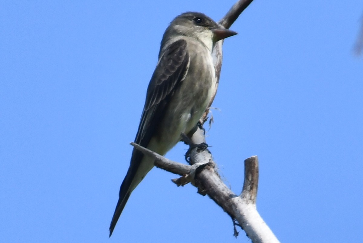 Olive-sided Flycatcher - megan mcgarity