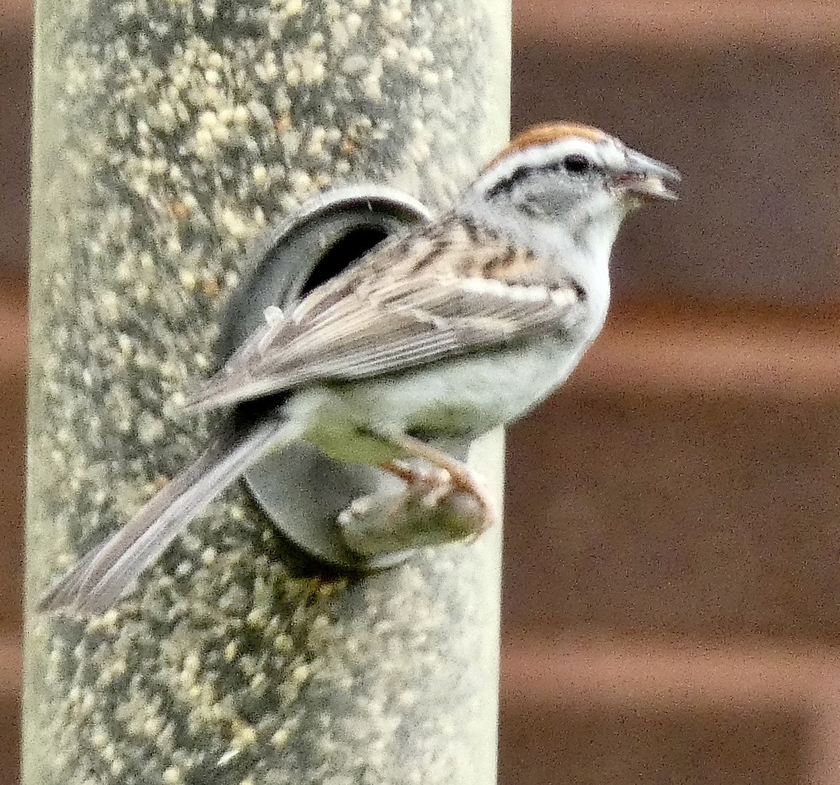 Chipping Sparrow - Connee Chandler