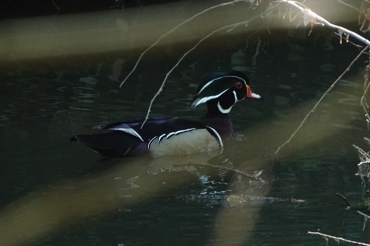 Wood Duck - Lisa Wilk