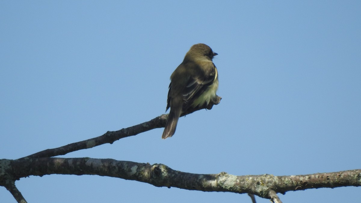 Willow Flycatcher - Vincent Glasser