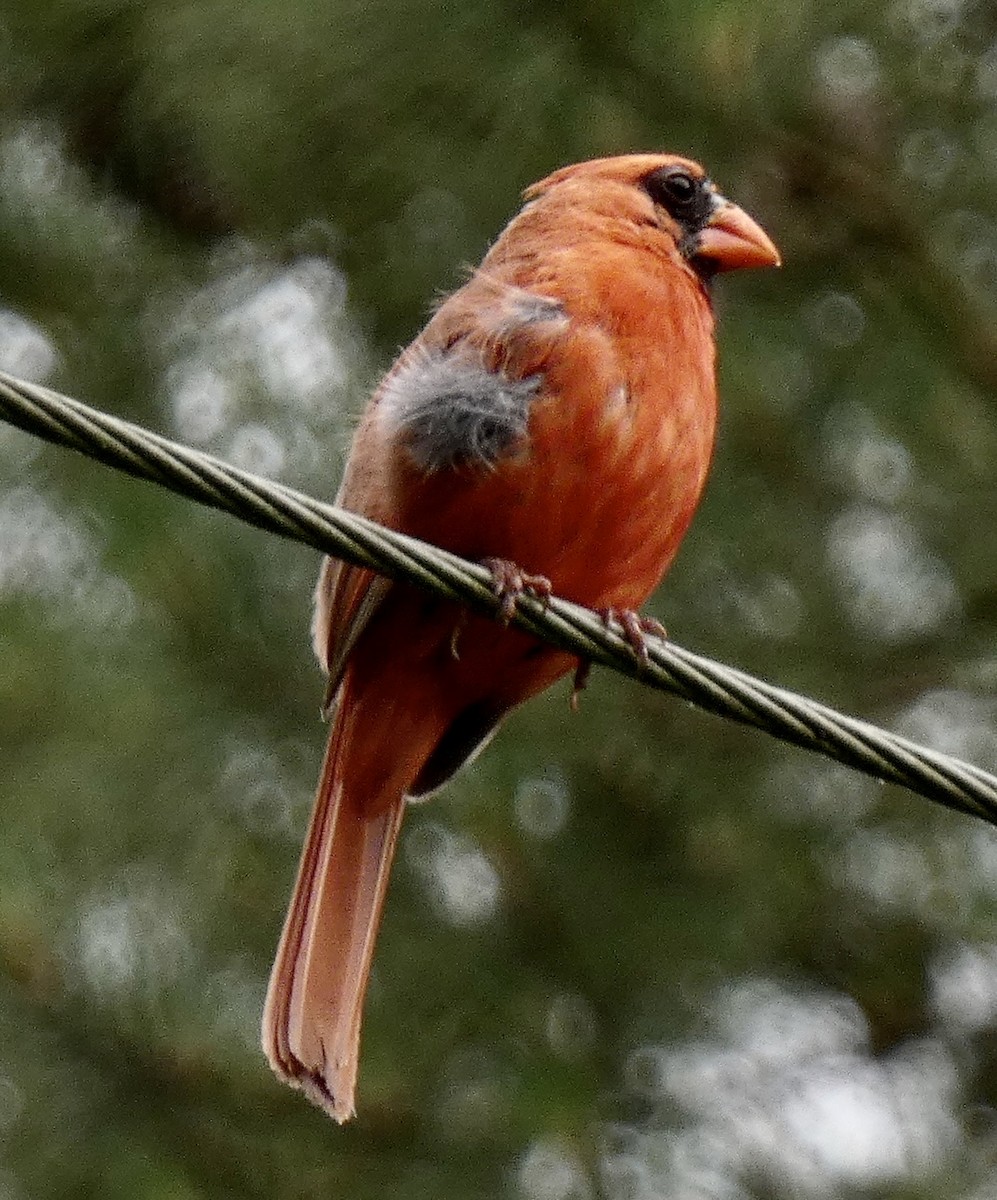 Northern Cardinal - Connee Chandler