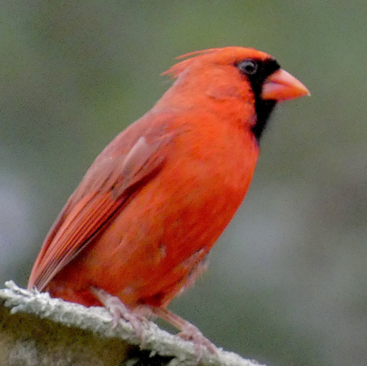 Northern Cardinal - Connee Chandler
