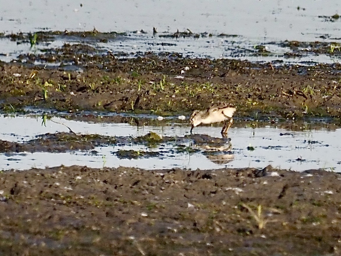 Black-necked Stilt - Sarah Preston