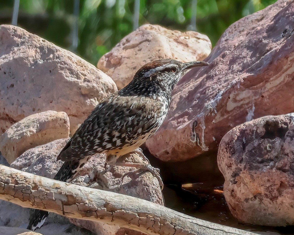 Cactus Wren - Sue Smith