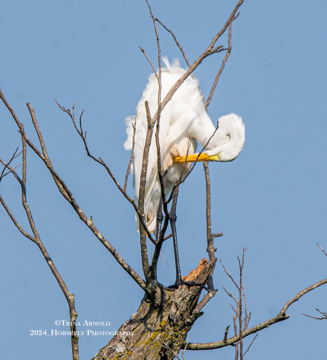 Great Egret - Trina Arnold