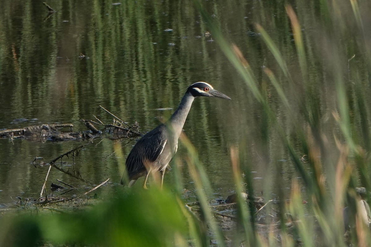 Yellow-crowned Night Heron - Lisa Wilk