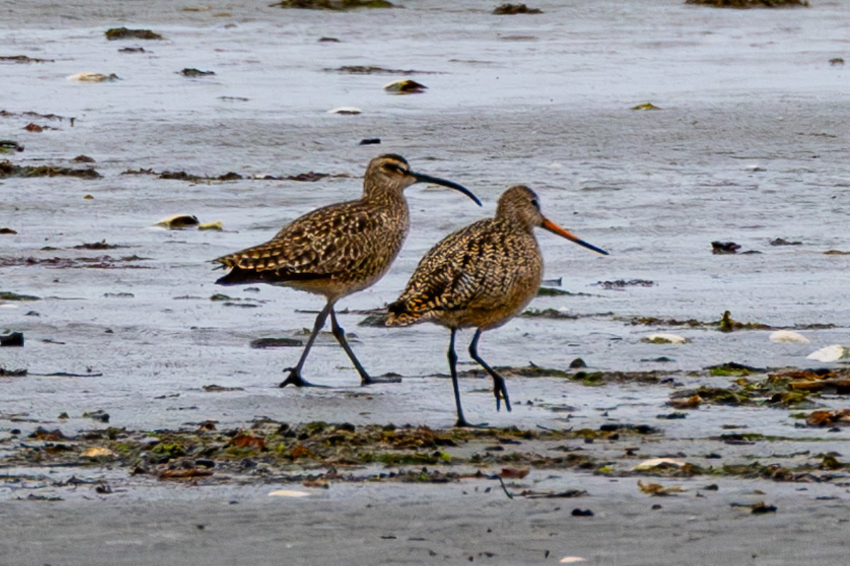 Marbled Godwit - Sean Neilson