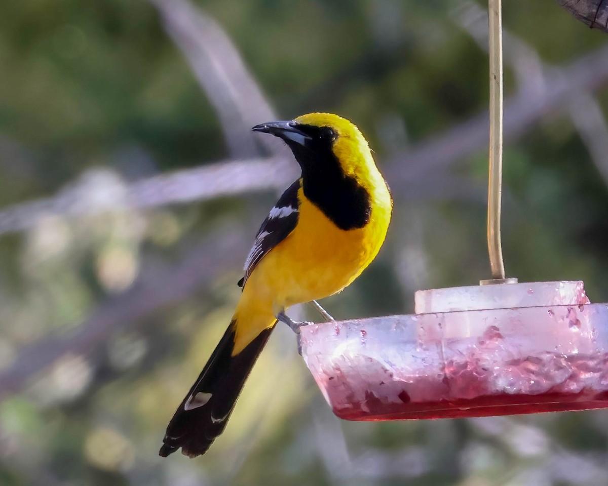 Hooded Oriole - Sue Smith