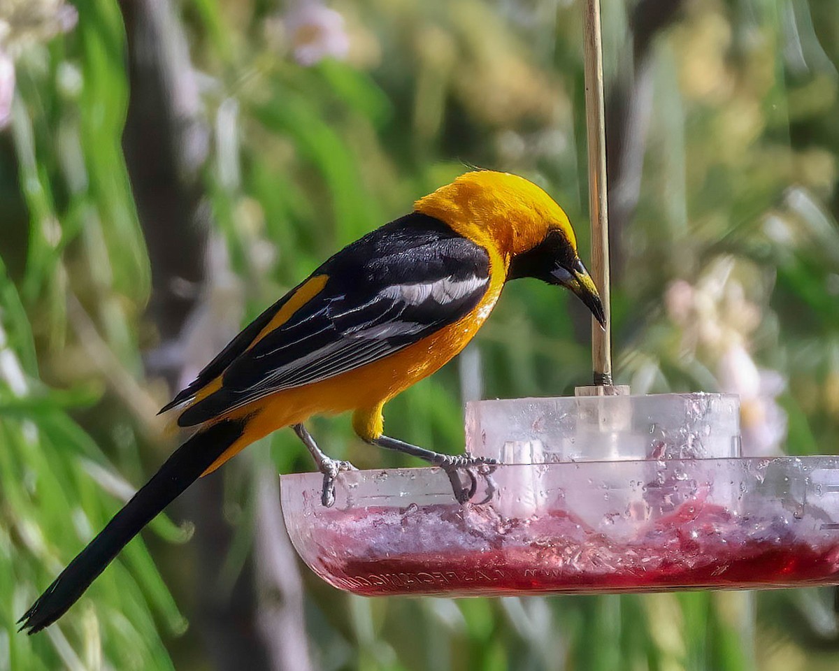 Hooded Oriole - Sue Smith