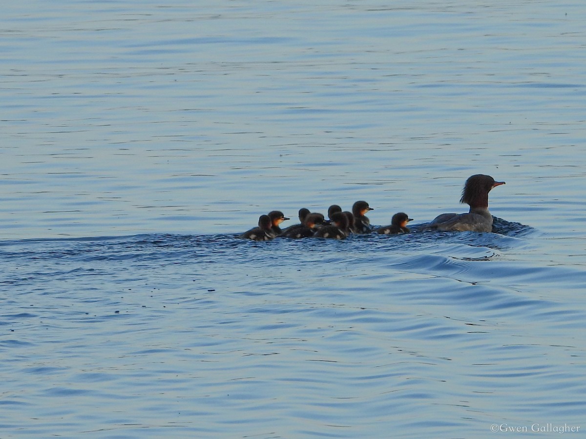 Common Merganser (North American) - Gwen Gallagher